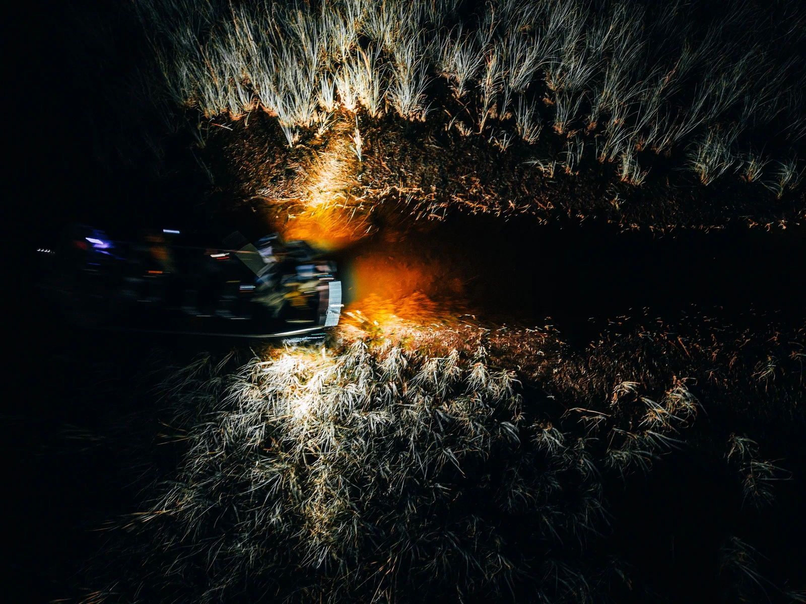 Night vehicle lights cutting through tall grass